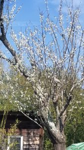 Our Experiences reine claude at springtime (1)